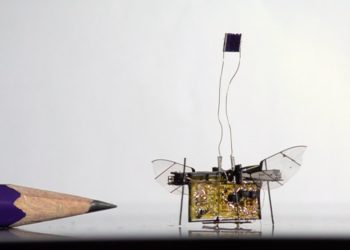 Image 3 : Vidéo : le premier robot insecte sans fil prend son envol