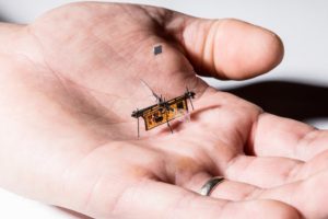 Image 1 : Vidéo : le premier robot insecte sans fil prend son envol