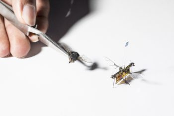 Image 2 : Vidéo : le premier robot insecte sans fil prend son envol