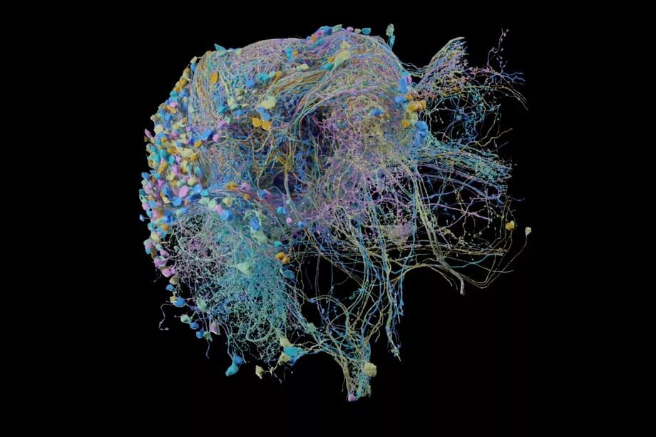 Image 1 : Vidéo : Google présente une carte 3D de connectivité cérébrale à 20 millions de synapses