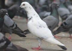 pigeon