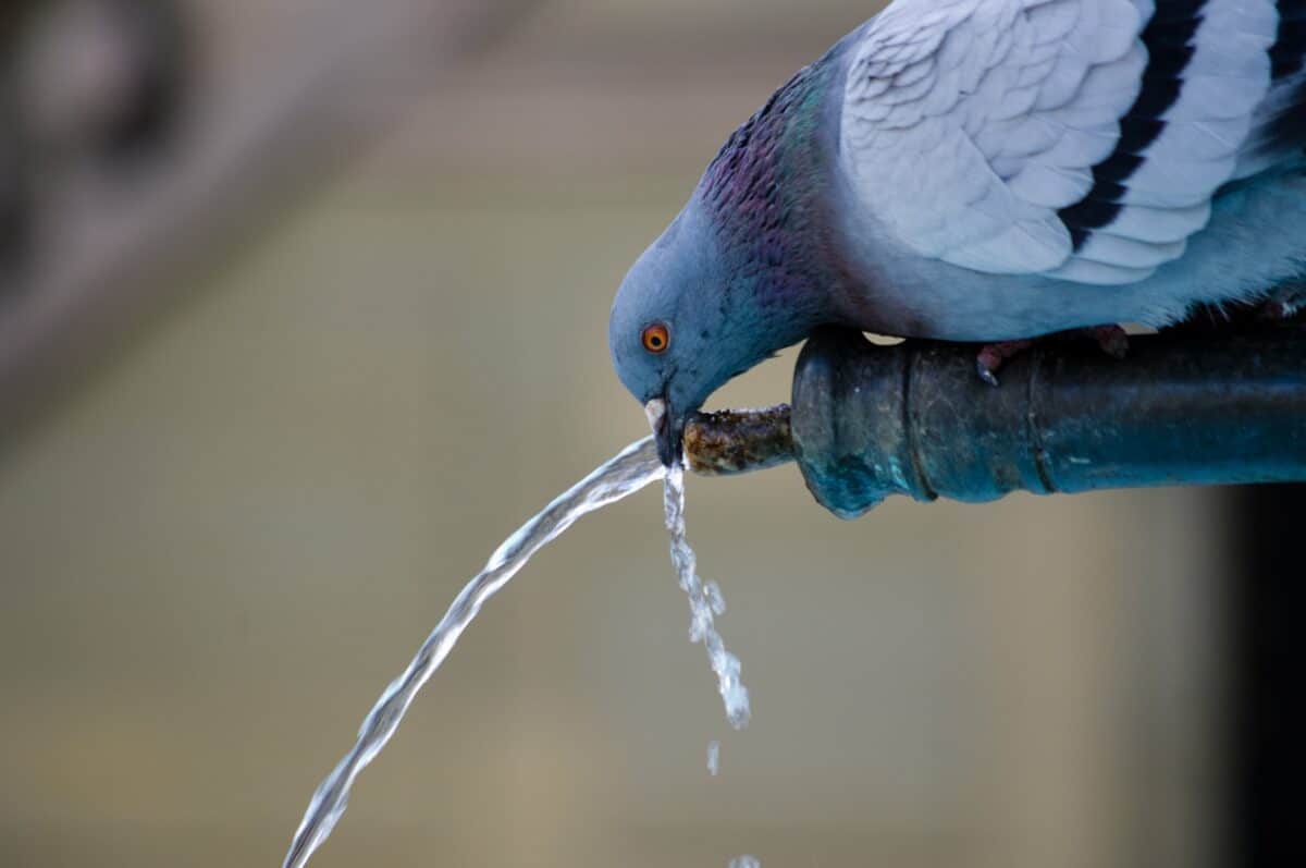 Pigeon qui boit de l'eau