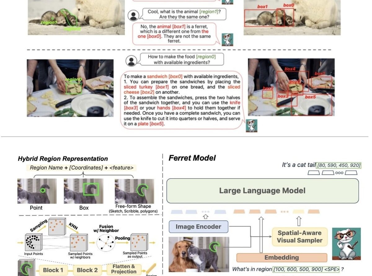 Ferret Model Apple couv